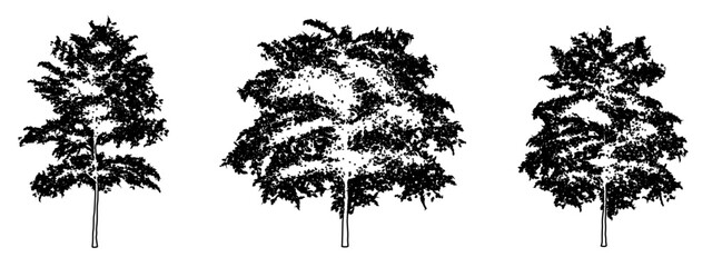 Set or collection of Japanese Maple trees as black line drawing silhouette on white background. Concept or conceptual vector for nature, planet, ecology conservation, strength, endurance and  beauty