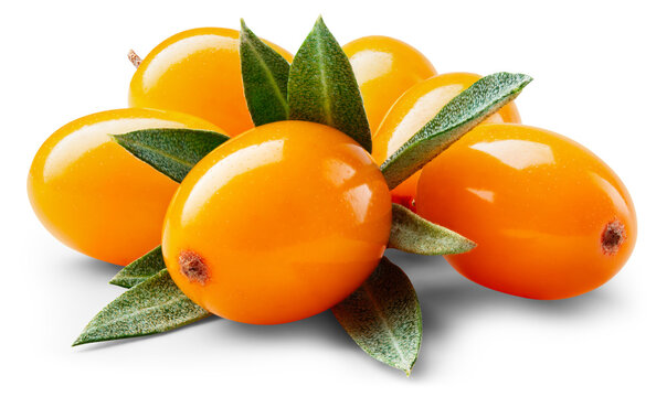 Buckthorn isolated png. Buckthorn heap with leaf on white or transparent background.. Group of seabuckthorn berries with leaves no background. Buckthorn with transparent shadow. Full depth of field.