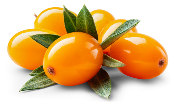 Buckthorn isolated png. Buckthorn heap with leaf on white or transparent background.. Group of seabuckthorn berries with leaves no background. Buckthorn with transparent shadow. Full depth of field.