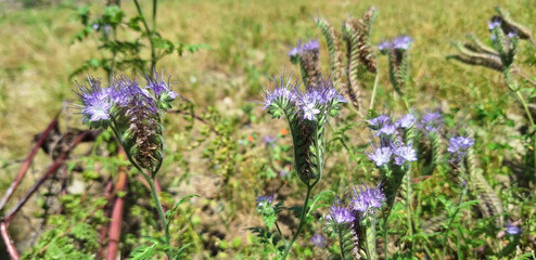 Violet phacelia tanacetifolia flowers bloom on a field. Panorama.
