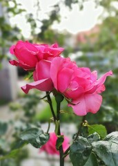 Beautiful rose