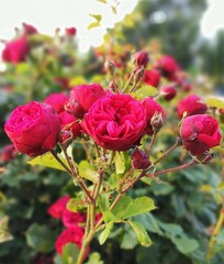Beautiful rose