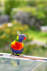 Rainbow lorikeet with vivid red, blue, green, and yellow feathers perched on an urban balcony. Bright Australian native bird against soft-focus garden background. Close up of a tropical parrot.