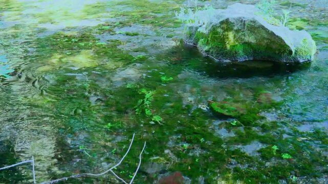 透明な水の流れ 湧玉池 富士山本宮浅間大社