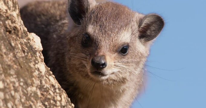 Close-up of rock hyrax (Procavia capensis) face climbing a rocky terrain in morning in Kenya