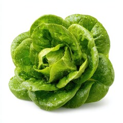 Fresh Green Butterhead Lettuce with Water Droplets Close up Studio Shot Healthy Food Ingredient
