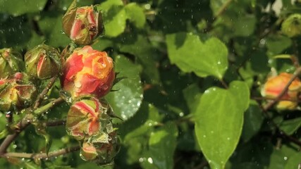 ROSES AND DROPS OF WATER. Close-up of a beautiful rose bush, with drops of water after rain on rose petals, blooms against a background of lush greenery in a rose garden. Letnice flowers.