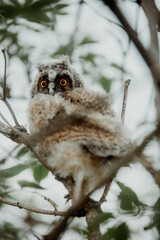 Long Eared Owl (Asio Otus) nestling 
