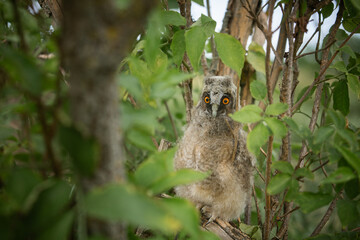 Long Eared Owl (Asio Otus) nestling 