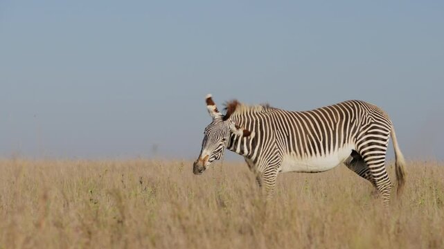 Wide gimbal of a male Plains Zebra (Equus quagga) shaking its head in the afternoon in the dry Kenyan savannah