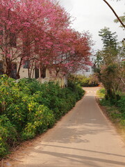 Blooming Cherry Trees Lining Dalat Street — Scenic View in Vietnam