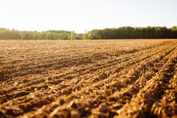 Freshly plowed land in the rays of the setting sun with a dense forest in the background. An...