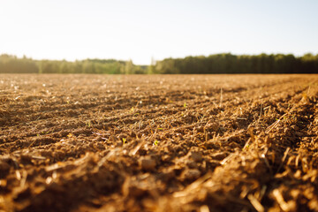 Freshly plowed land in the rays of the setting sun with a dense forest in the background. An...