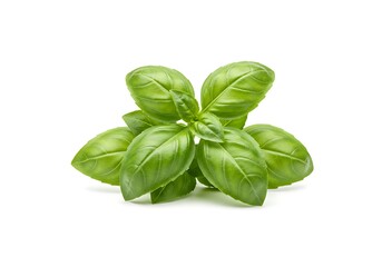 A bunch of fresh basil leaves on white ground