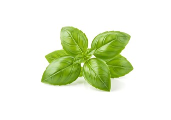 A sprig of fresh green basil on white background