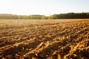 Freshly plowed land in the rays of the setting sun with a dense forest in the background. An...
