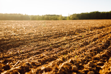Freshly plowed land in the rays of the setting sun with a dense forest in the background. An agricultural field with fertile soil before sowing. Gardening, farming concept.