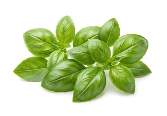 Fresh basil leaves isolated on white ground