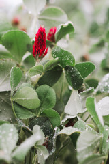 Macro photo of a red European clover after rain. Crimson clover in the raindrops. Italian clover. High quality photo