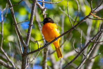 oriole on branch