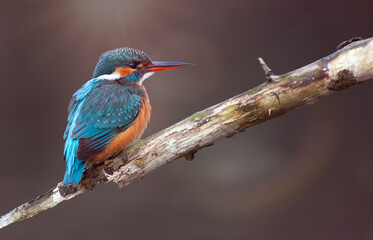 Common kingfisher (Alcedo atthis), also known as the Eurasian kingfisher and river kingfisher, sitting on a branch with the sun in the background.