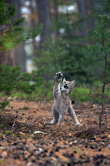 Eurasian lynx (Lynx lynx), young lynx attacking flying prey. Lynx with raised paw and claws extended.
