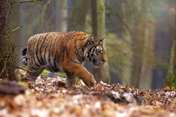 Siberian tiger or Amur tiger is a population of the tiger subspecies Panthera tigris tigris, a large young tigress in a dense forest.