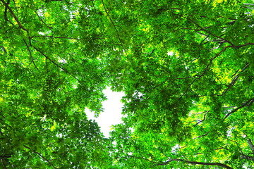 空を覆う美しい新緑のブナ
