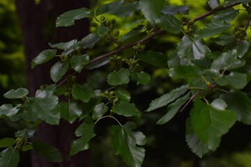 green leaves on a tree