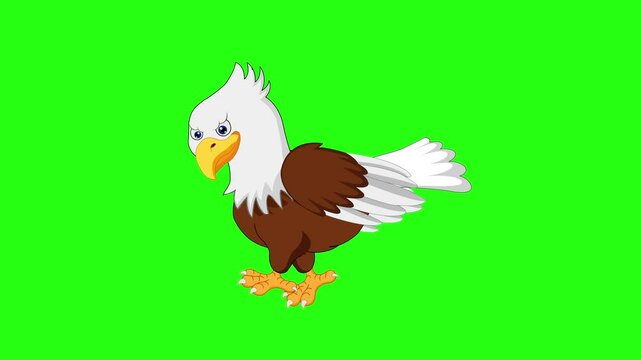 Eagle walking 2d animation video with green screen background