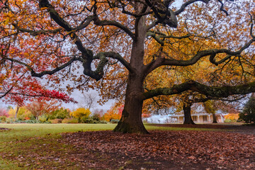 autumn tree in the park