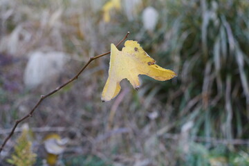 黄色い枯葉