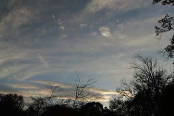 冬の夕空と木のシルエット