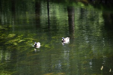 ducks on the lake