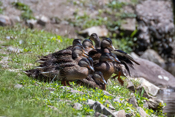 ducklings and mom