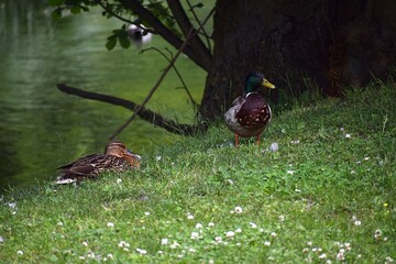 duck in the grass