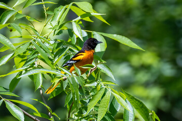 bird on a branch