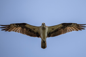 osprey in flight