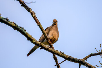 pigeon on a branch