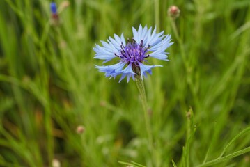 Fototapeta premium In green meadow, a single blue cornflower stands out with its bright color. A simple yet eye-catching detail in the natural landscape.