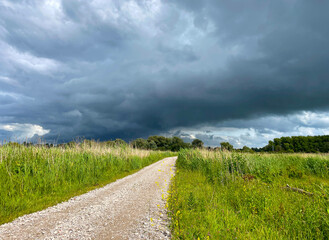 The edge of a canal in wetland in a cloudy sky in bright sunlight in springtime,  Oostvaardersplassen, Almere, Flevoland, Netherlands, June 07, 2025