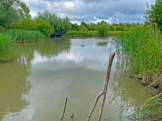 The edge of a canal in wetland in a cloudy sky in bright sunlight in springtime,  Oostvaardersplassen, Almere, Flevoland, Netherlands, June 07, 2025