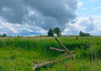 The edge of a canal in wetland in a cloudy sky in bright sunlight in springtime,  Oostvaardersplassen, Almere, Flevoland, Netherlands, June 07, 2025