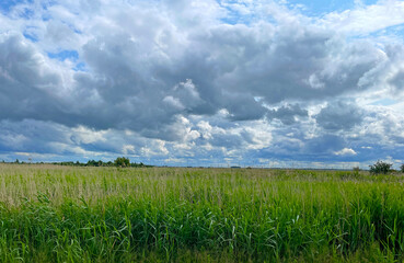 The edge of a canal in wetland in a cloudy sky in bright sunlight in springtime,  Oostvaardersplassen, Almere, Flevoland, Netherlands, June 07, 2025