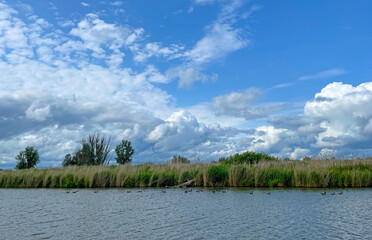 The edge of a canal in wetland in a cloudy sky in bright sunlight in springtime,  Oostvaardersplassen, Almere, Flevoland, Netherlands, June 07, 2025