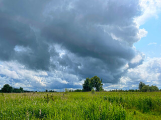 The edge of a canal in wetland in a cloudy sky in bright sunlight in springtime,  Oostvaardersplassen, Almere, Flevoland, Netherlands, June 07, 2025