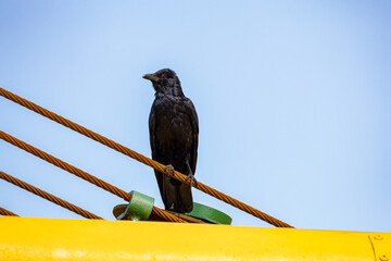 bird of prey