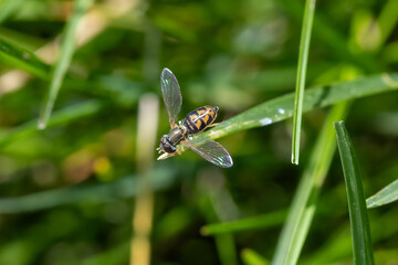 hover fly on grass