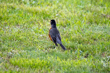 robin on grass
