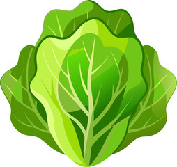 Obraz premium green cabbage isolated on white